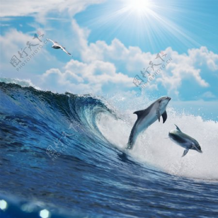 海上海豚图片