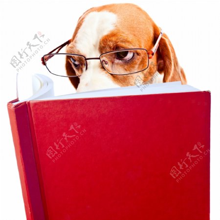 看书的狗