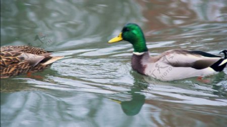 两个鸭子水中游