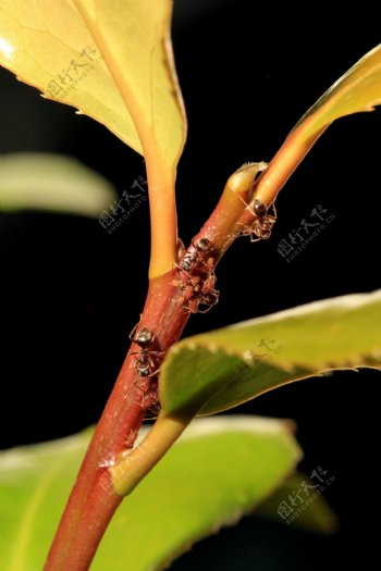 蚂蚁与蚜虫图片