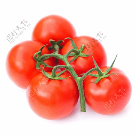 一抓西红柿图片