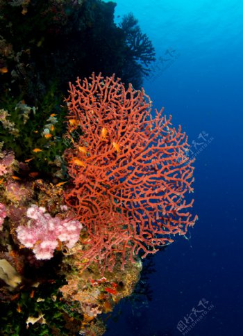 珊瑚海底素材
