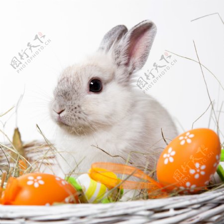 篮子里的兔子与彩蛋图片