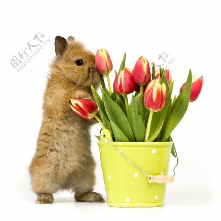 拿鲜花的兔子摄影图片