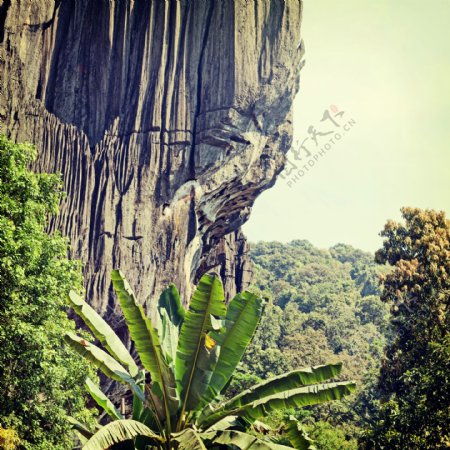 悬崖峭壁上的植物