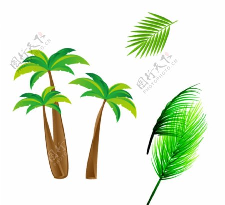 椰子树树叶