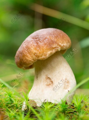 草地蘑菇近景图片
