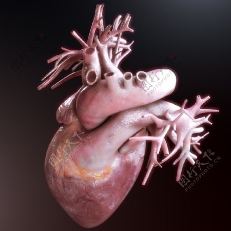 心脏血管模型图片