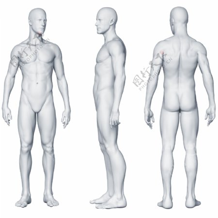 塑料人体模型图片