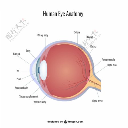 眼的解剖向量