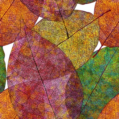 彩色秋叶背景矢量素材图片