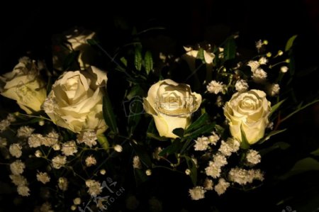 灯光下的白玫瑰