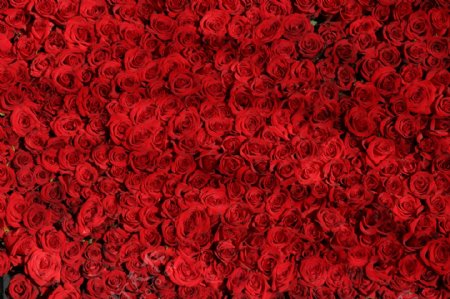 浪漫红玫瑰花图片