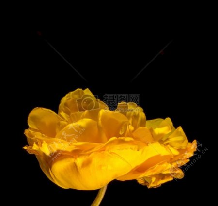 一朵美丽的黄色花朵