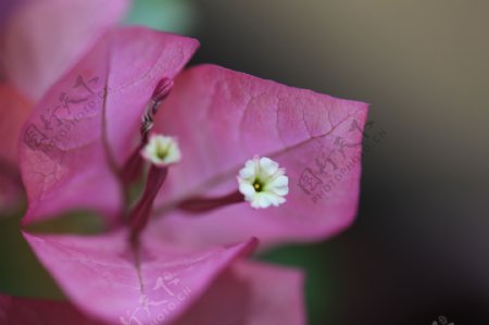 三角梅的花蕊