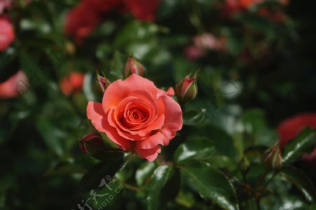 各种颜色的玫瑰花