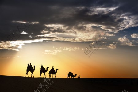 荒漠骆驼人物行走