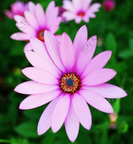 紫雏菊