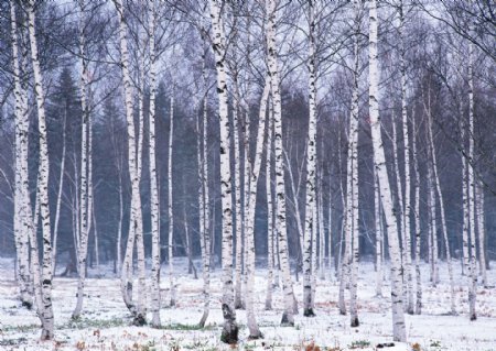 冬季的树木