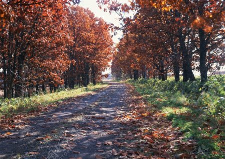 秋季马路