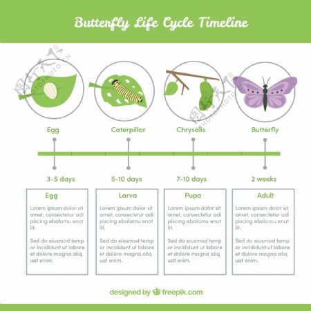 关于蝴蝶的生命周期图