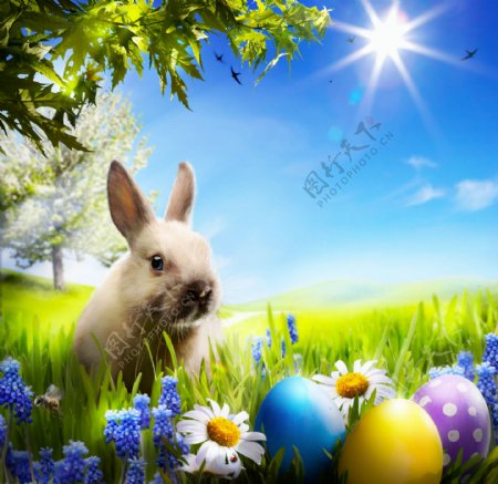 草地上的彩蛋与兔子图片