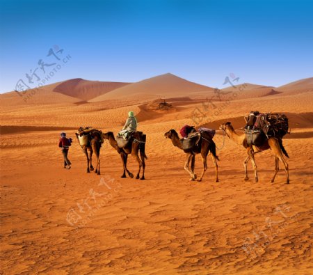 沙漠里的骆驼与人