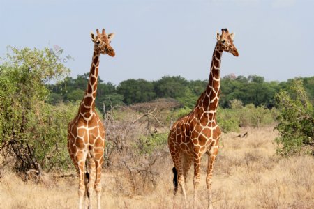 两只长颈鹿高清图片