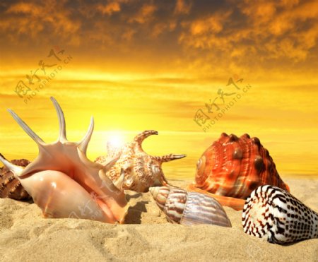 沙子的海洋生物图片