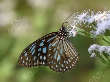 啬青斑蝶图片