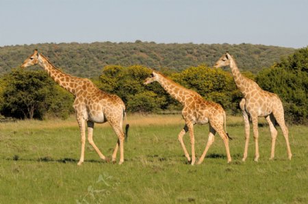 草原上的三只长颈鹿