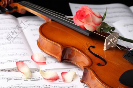 小提琴乐谱玫瑰花图片