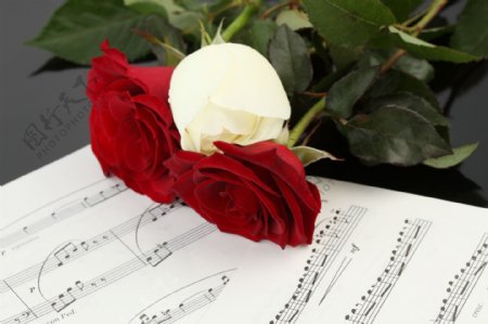 玫瑰花与乐谱