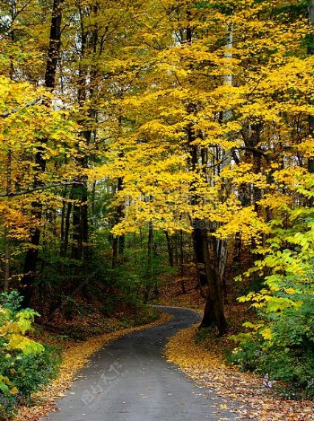 秋天金黄色的树林和山路