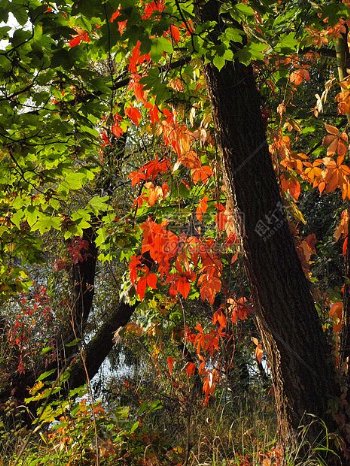 树上的红色叶子