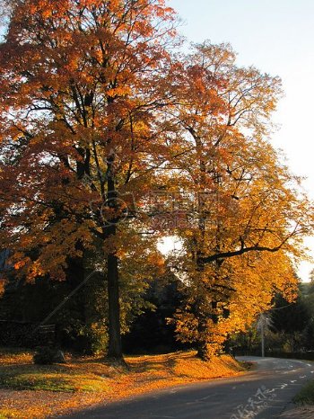 秋天的树和道路