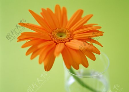 橘色雏菊图片