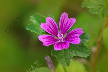 美丽的紫色锦葵花图片