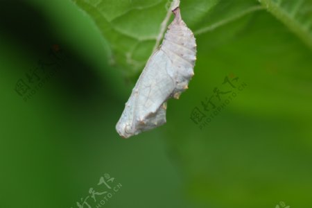 蝴蝶蛹图片