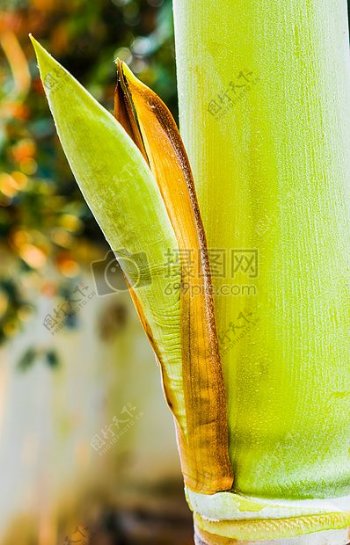 美丽的棕榈花