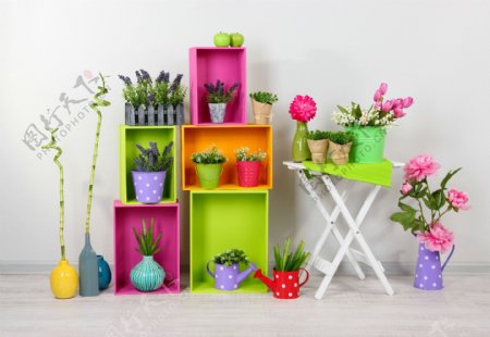 彩色的柜子与植物图片