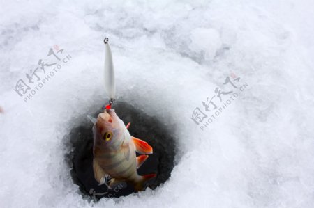 在冰洞里钓到的鱼图片