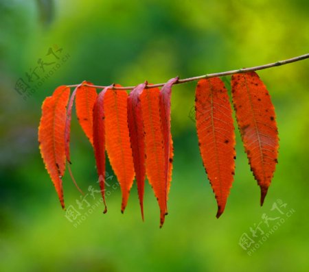 红色秋季树叶图片