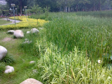绿色湿地公园风景图片