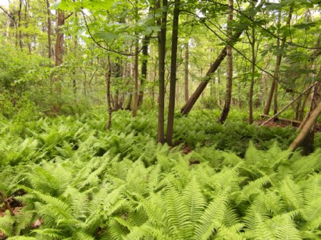 绿色树林植物风景图片