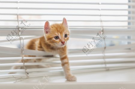 穿过百叶窗的猫咪图片