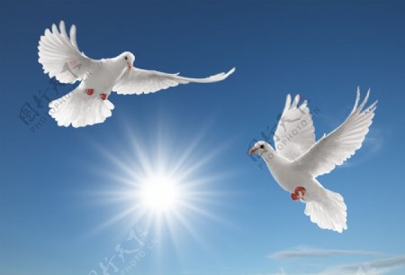 高清和平鸽子飞翔图片下载高清和平鸽图片高清图片
