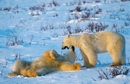 雪地里的两只北极熊