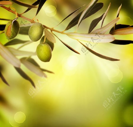 新鲜橄榄摄影