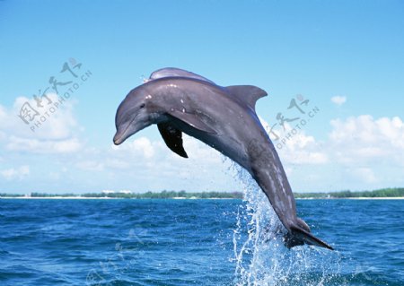 海洋动物鲸鱼海洋生物